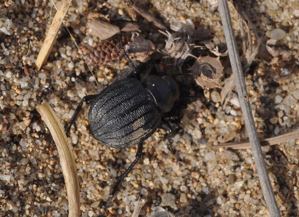 Pimelia bipunctata ssp. papii, Tenebrionidae