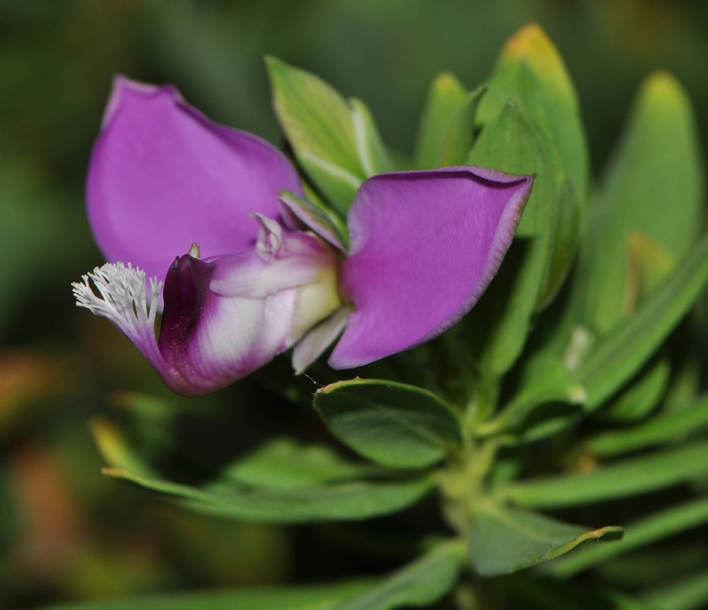 Polygala myrtifolia / Poligala a foglie di mirto