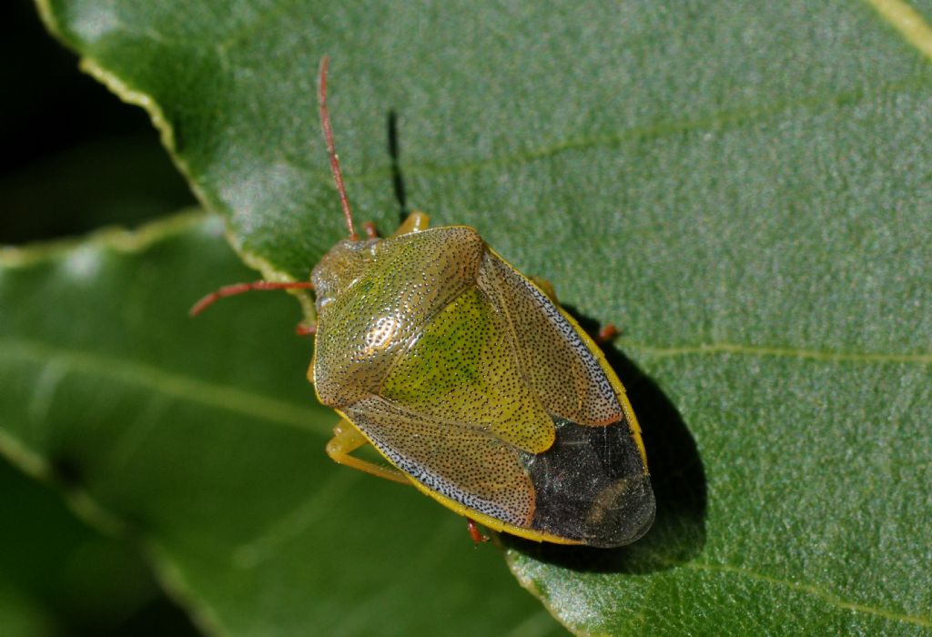 Pentatomidae:   Piezodorus lituratus f. liturata