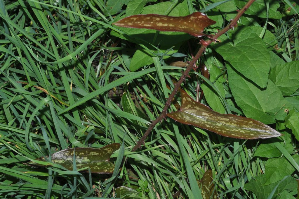 Smilax aspera