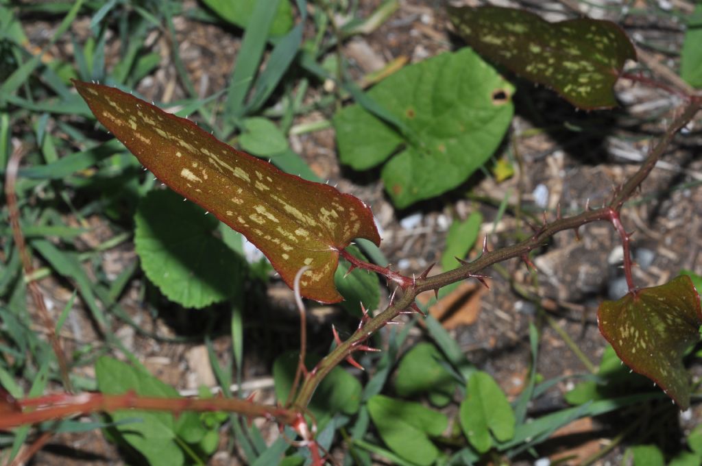 Smilax aspera