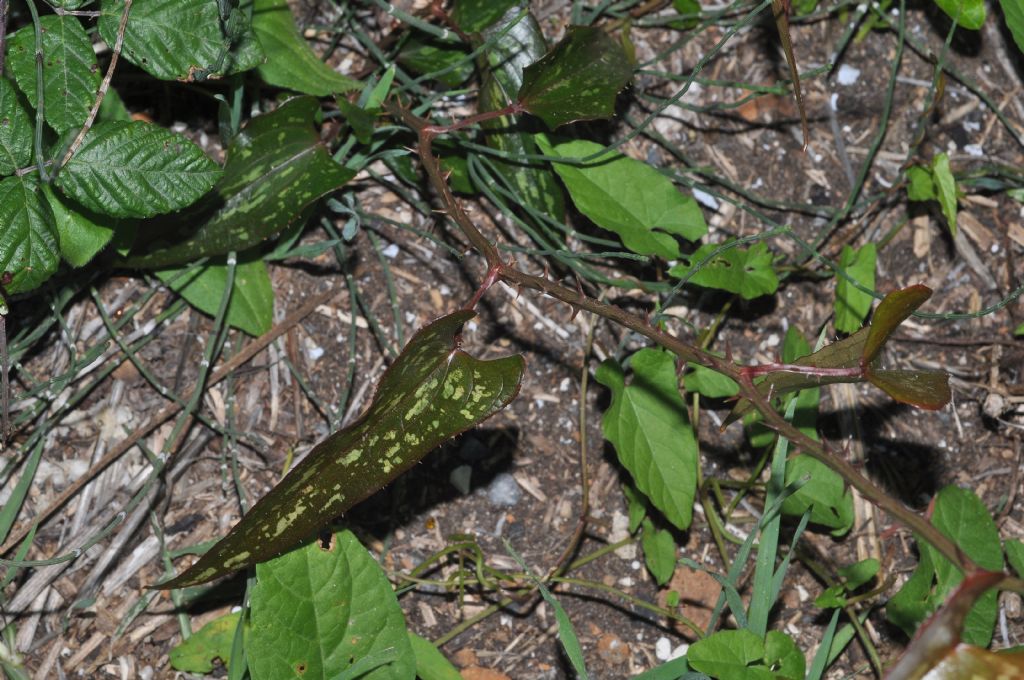 Smilax aspera