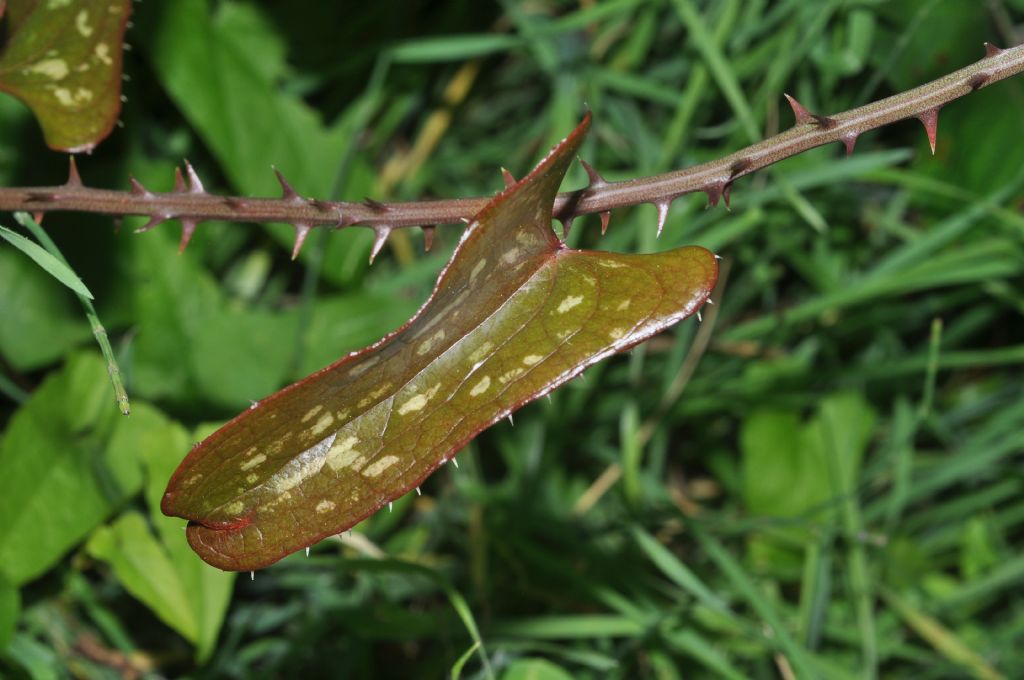 Smilax aspera