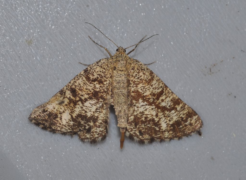 da identificare - Ematurga atomaria, Geometridae