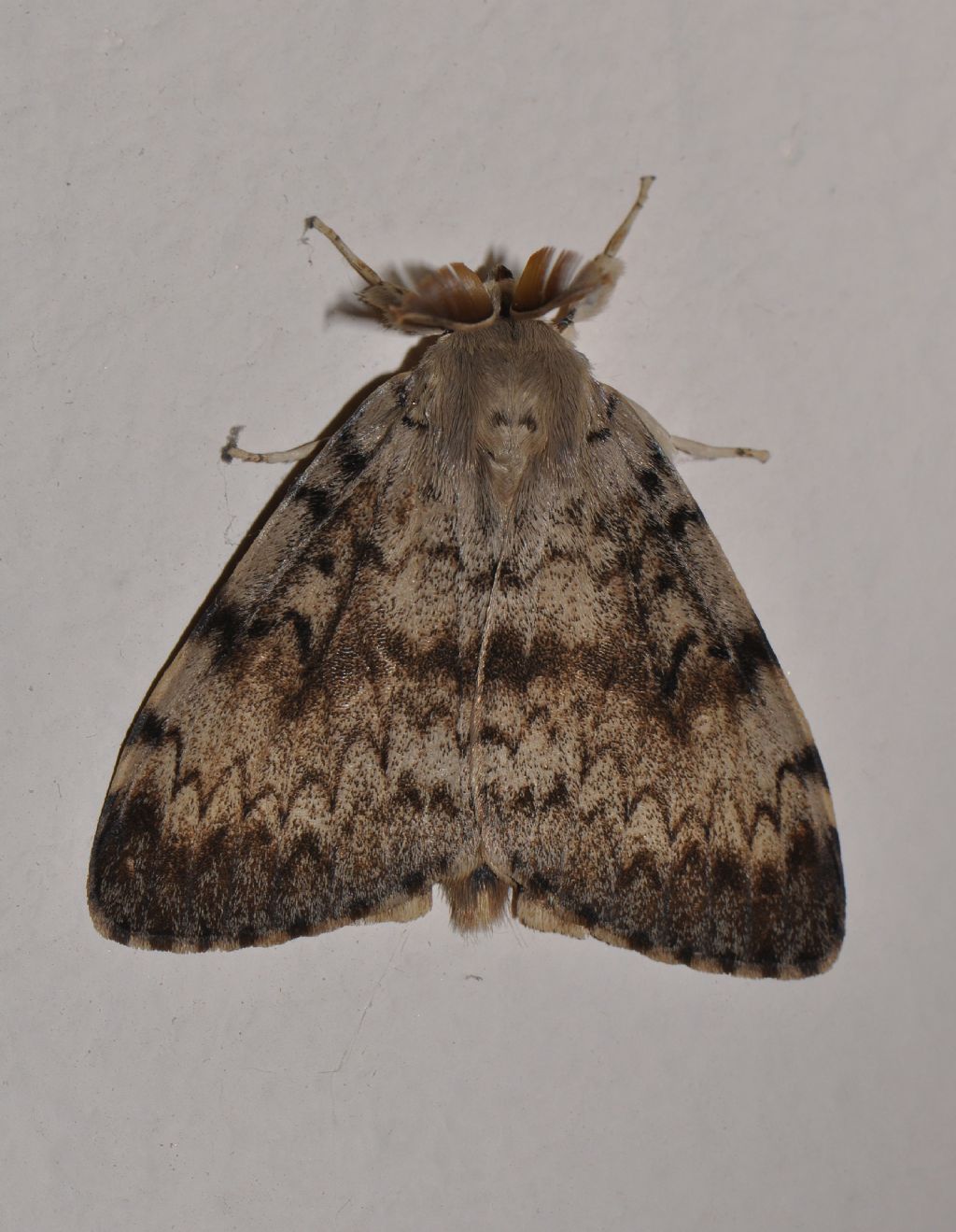 da identificare (4) - Lymantria dispar, Erebidae Lymantriinae