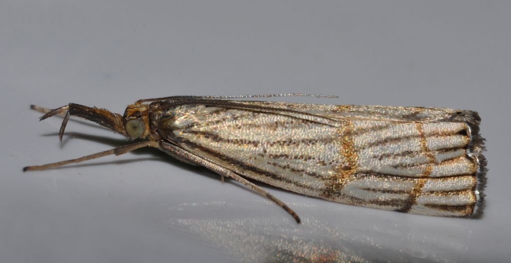 Crambidae: aiuto id