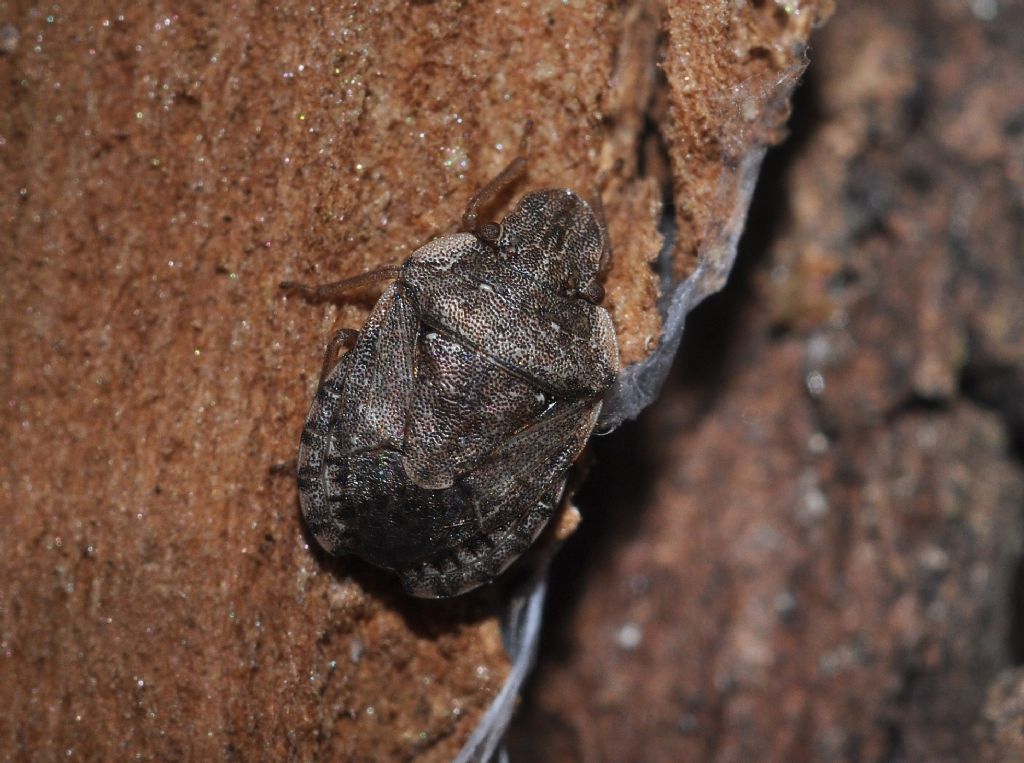 Pentatomidae:  Sciocoris maculatus