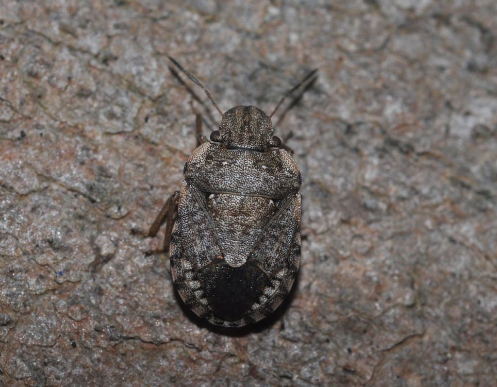 Pentatomidae:  Sciocoris maculatus