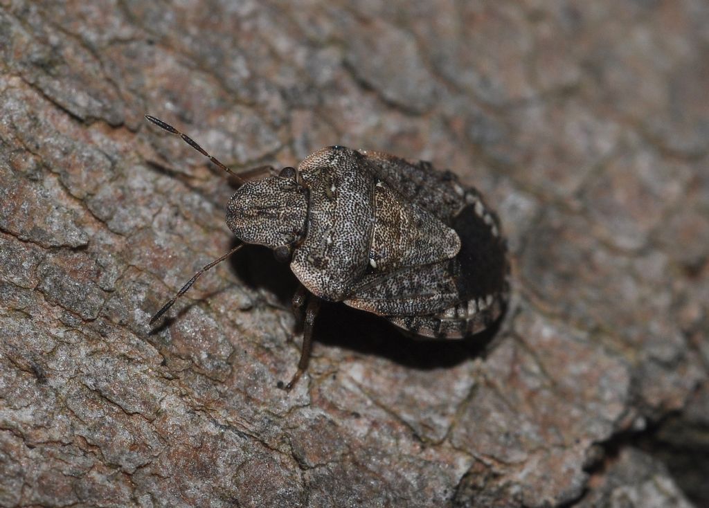 Pentatomidae:  Sciocoris maculatus