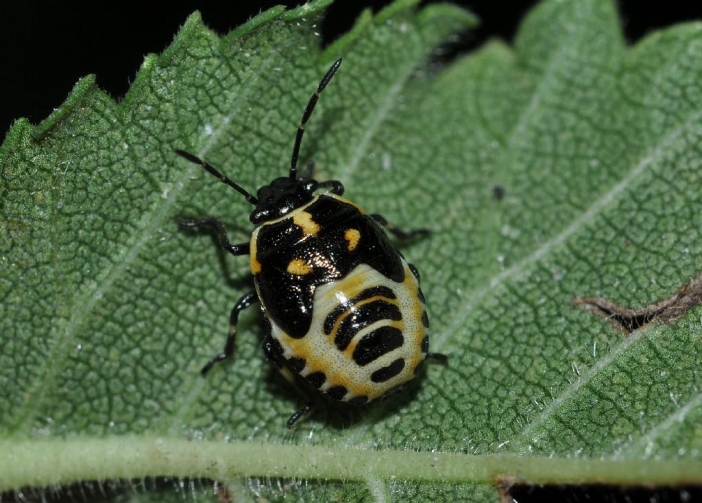 Pentatomidae: ninfa di Eurydema sp.