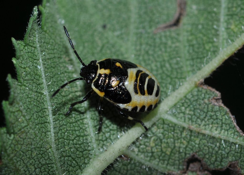 Pentatomidae: ninfa di Eurydema sp.