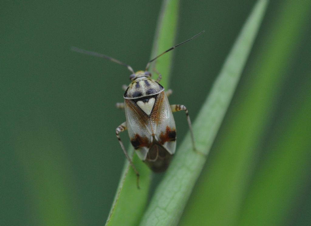 Miridae:  Lygus pratensis