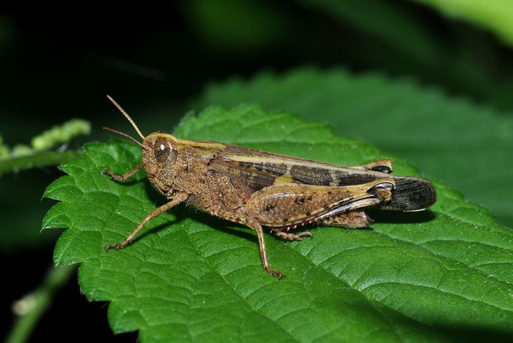 Acrididae: Aiolopus strepens