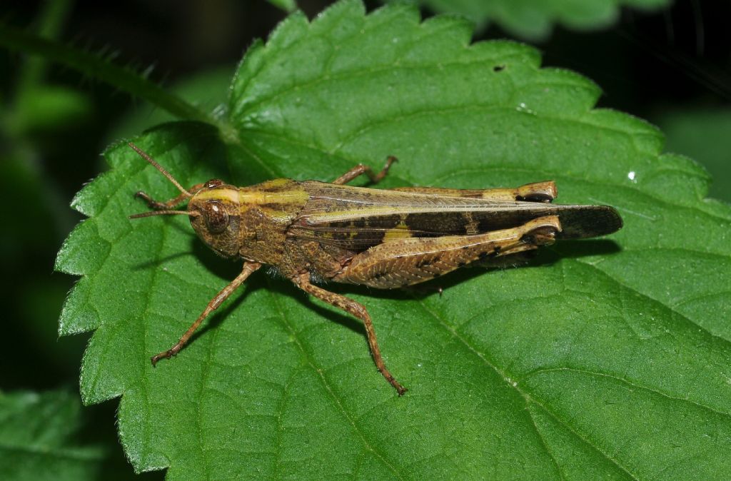 Acrididae: Aiolopus strepens