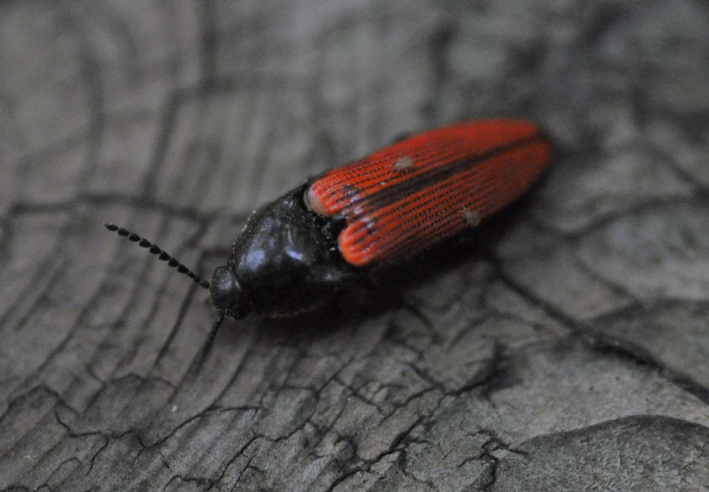 Elateridae: Ampedus sp.: forse A. sanguinolentus