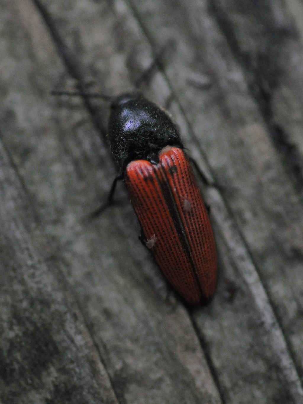 Elateridae: Ampedus sp.: forse A. sanguinolentus