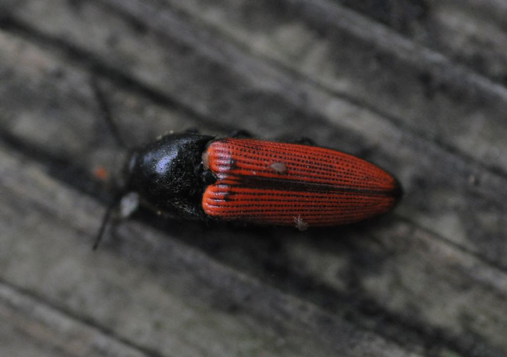 Elateridae: Ampedus sp.: forse A. sanguinolentus