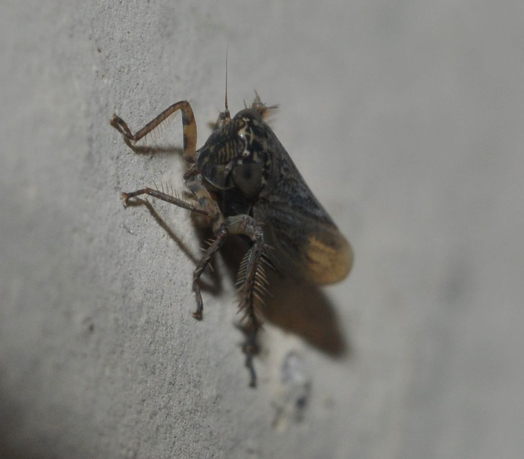 Cicadellidae Deltocephalinae: cfr. Euscelis sp.
