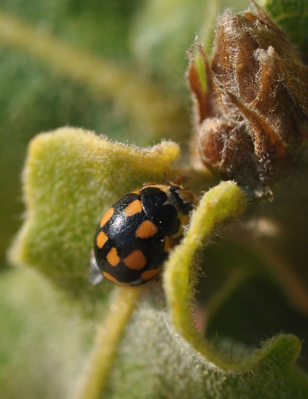 Coccinellidae:  Propylea quatuordecimpunctata