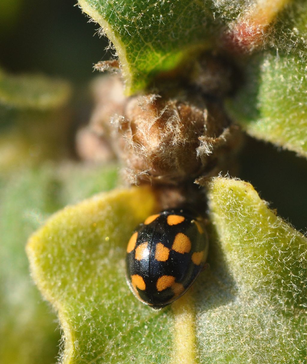 Coccinellidae:  Propylea quatuordecimpunctata