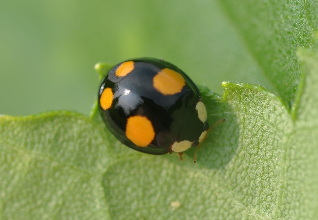 Coccinellidae:  Harmonia axyridis