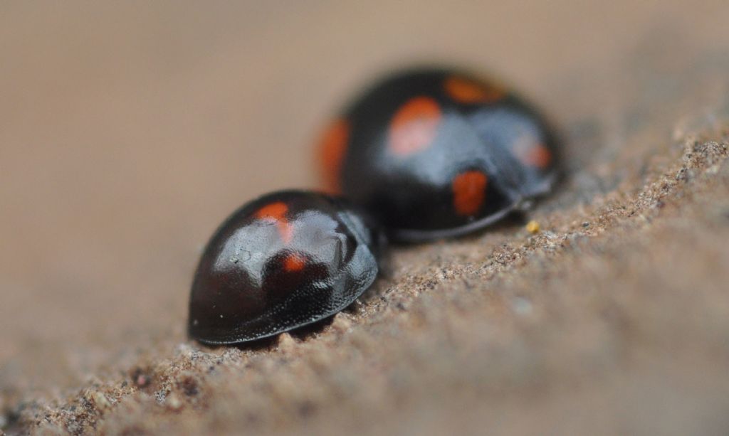 Coccinellidae: Adalia bipunctata & Chilocorus bipustulatus