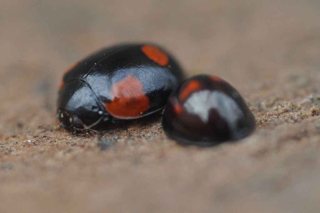 Coccinellidae: Adalia bipunctata & Chilocorus bipustulatus