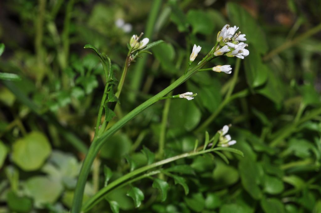 spontanea in balcone:  Cardamine hirsuta (Brassicaceae)