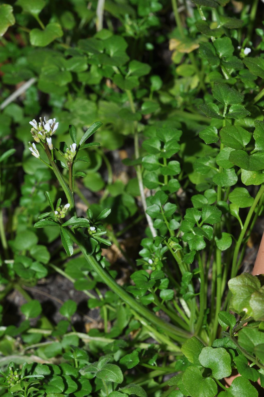 spontanea in balcone:  Cardamine hirsuta (Brassicaceae)