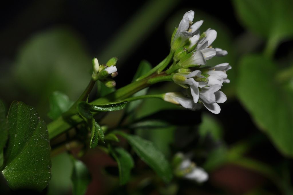 spontanea in balcone:  Cardamine hirsuta (Brassicaceae)