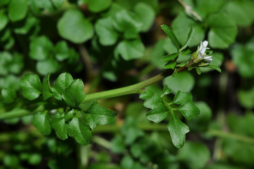 spontanea in balcone:  Cardamine hirsuta (Brassicaceae)