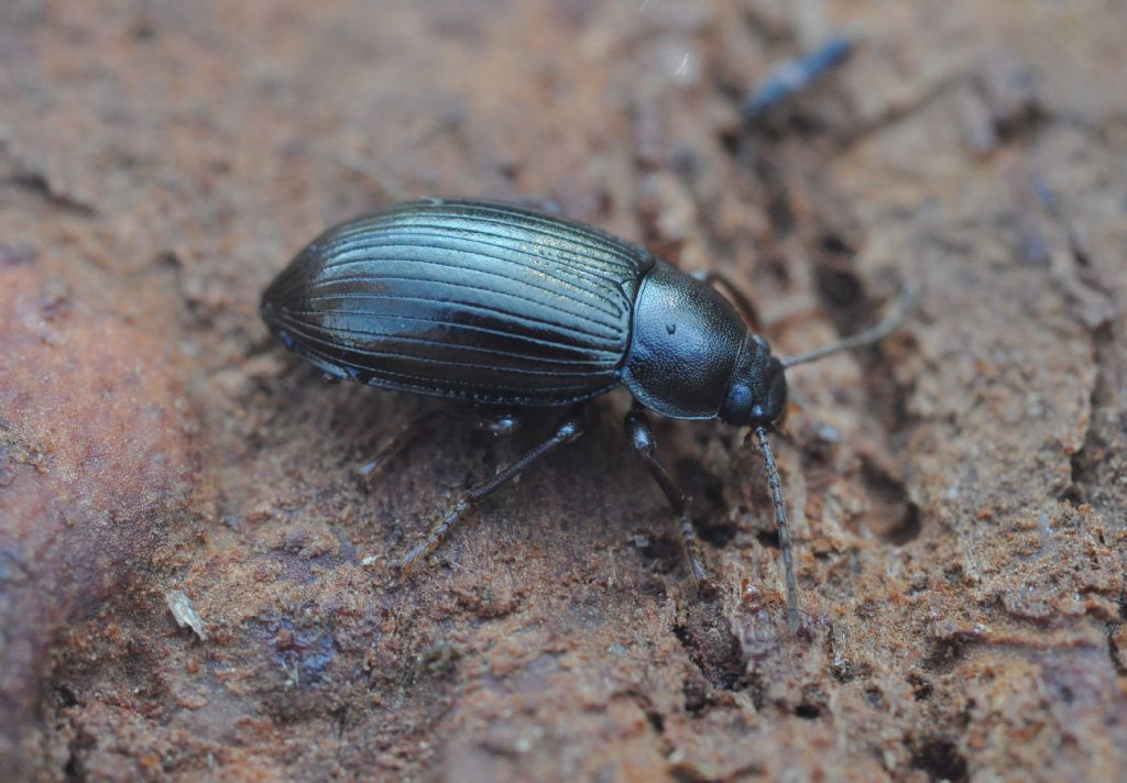 Tenebrionidae: Nalassus? S, Nalassus sp. (dryadophilus o dermestoides)