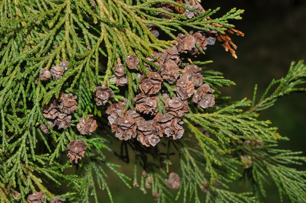 Chamaecyparis lawsoniana (Cupressaceae) Italia (USA)