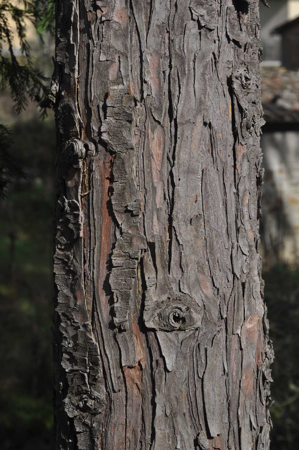 Chamaecyparis lawsoniana (Cupressaceae) Italia (USA)