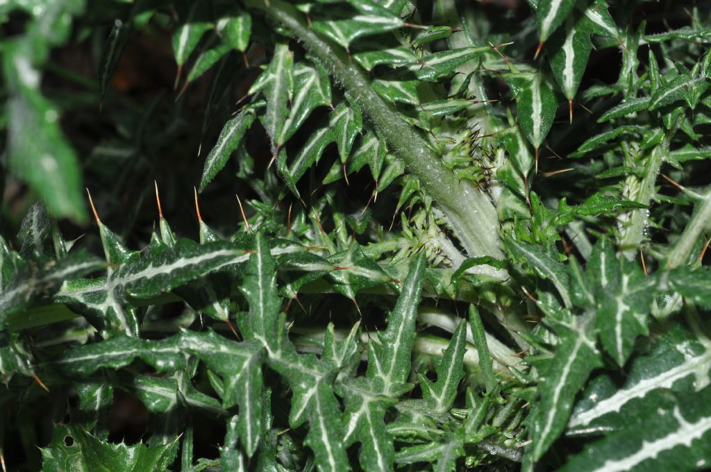 Galactites tomentosus (Asteraceae)