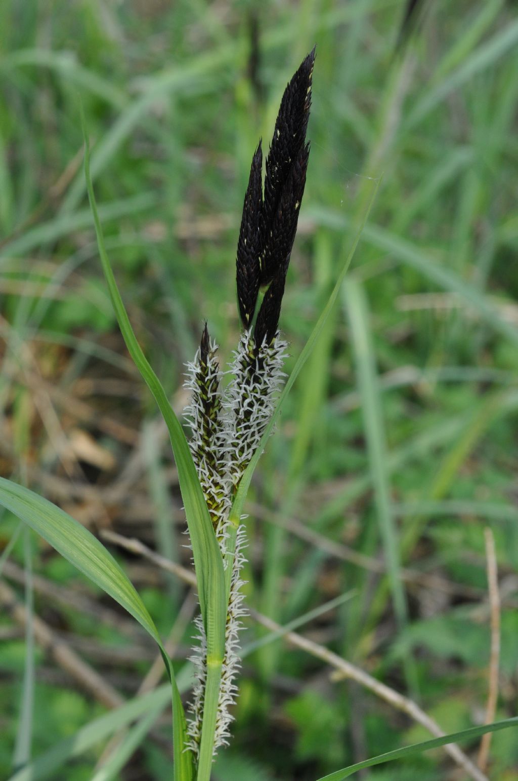 Graminacea? no, Ciperacea:  Carex sp. (Poales- Cyperaceae)