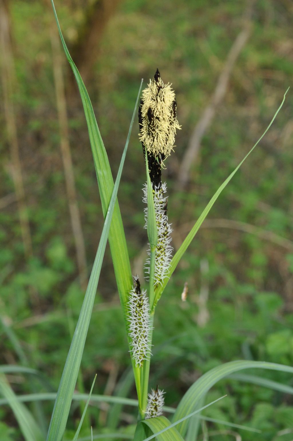 Graminacea? no, Ciperacea:  Carex sp. (Poales- Cyperaceae)