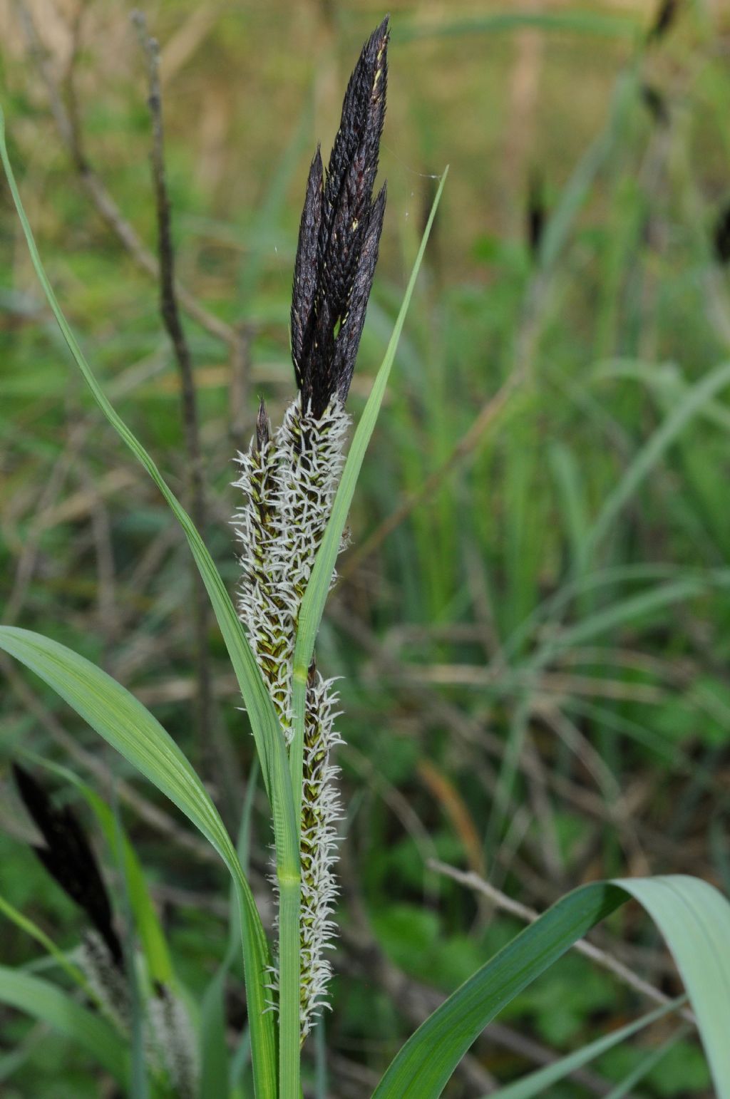 Graminacea? no, Ciperacea:  Carex sp. (Poales- Cyperaceae)