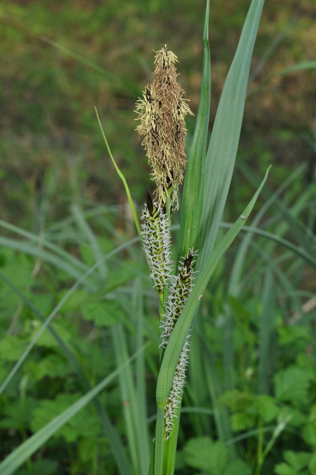 Graminacea? no, Ciperacea:  Carex sp. (Poales- Cyperaceae)