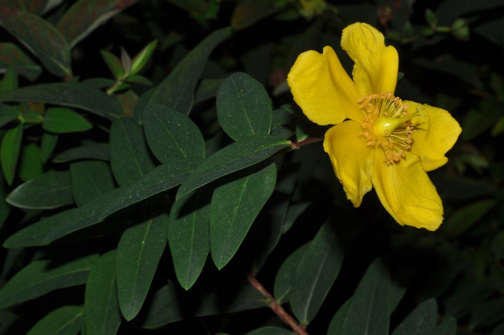 Hypericum calycinum L. (Hypericaceae) Italia [Bul, Turc]