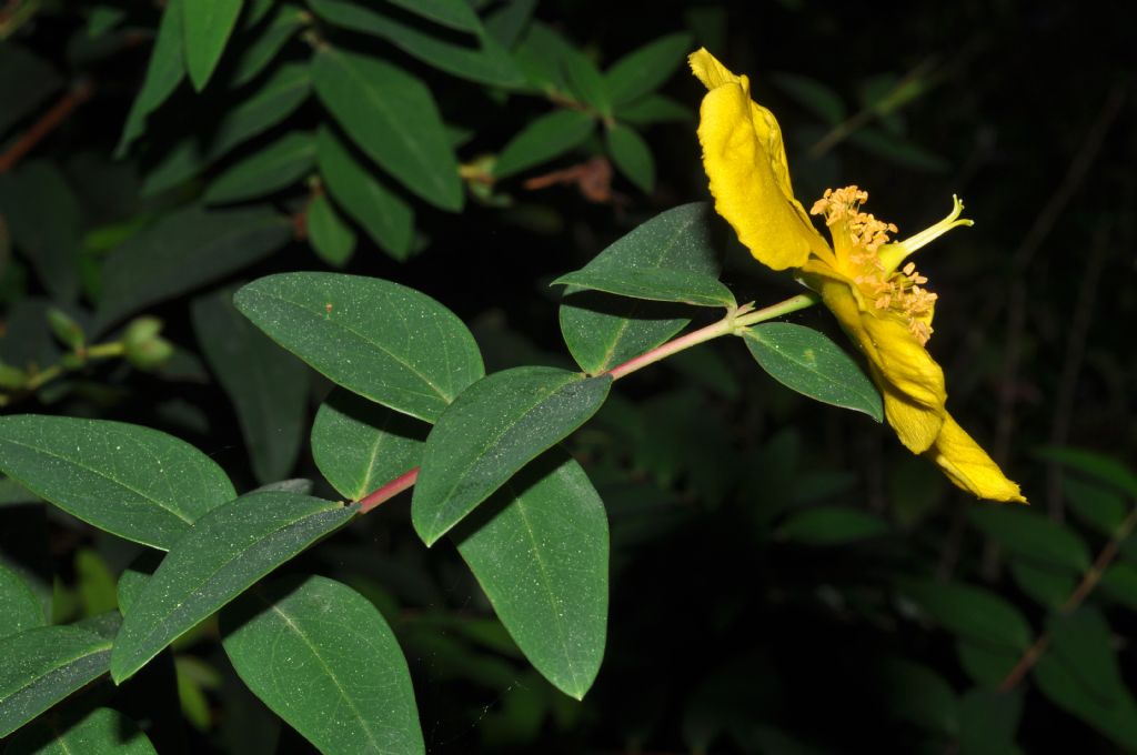 Hypericum calycinum L. (Hypericaceae) Italia [Bul, Turc]