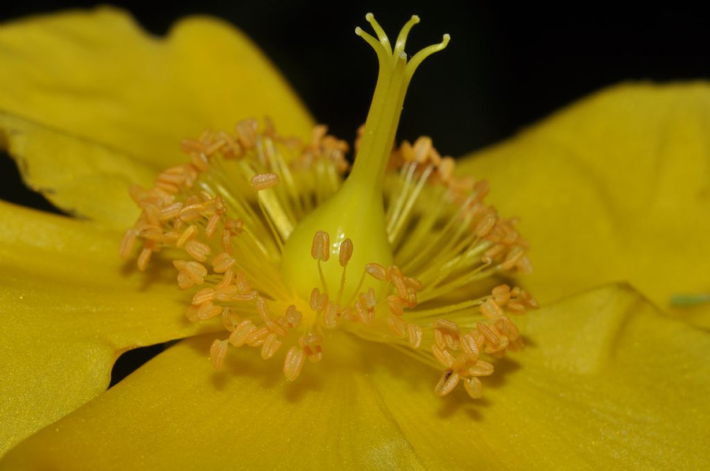 Hypericum calycinum L. (Hypericaceae) Italia [Bul, Turc]