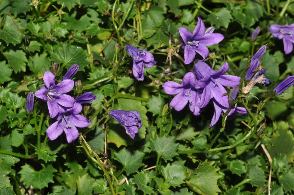 Campanula portenschlagiana