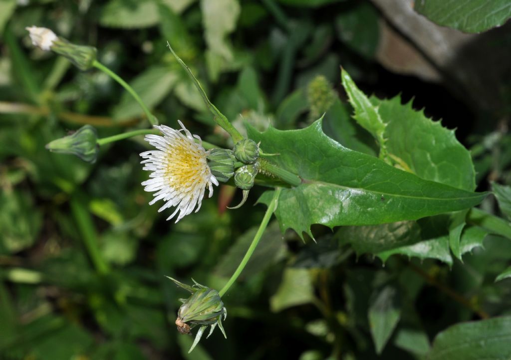 Sonchus oleraceus (Asteraceae)