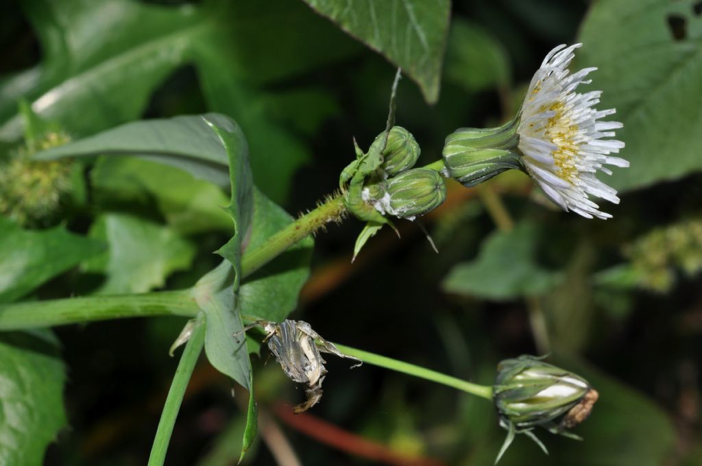 Sonchus oleraceus (Asteraceae)