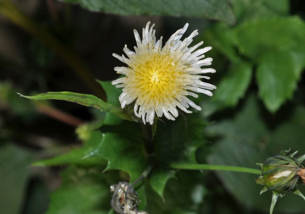 Sonchus oleraceus (Asteraceae)