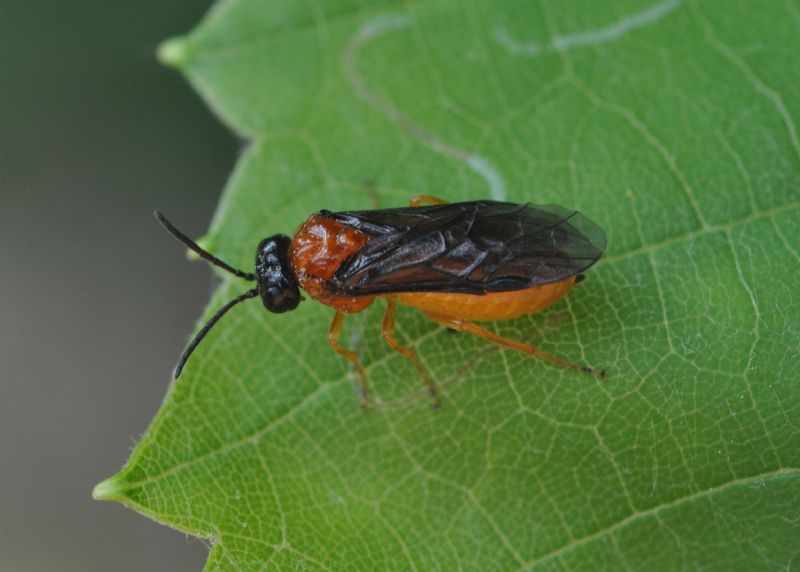 Tenthredinidae: cfr. Dolerus germanicus, femmina