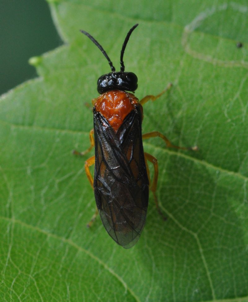 Tenthredinidae: cfr. Dolerus germanicus, femmina