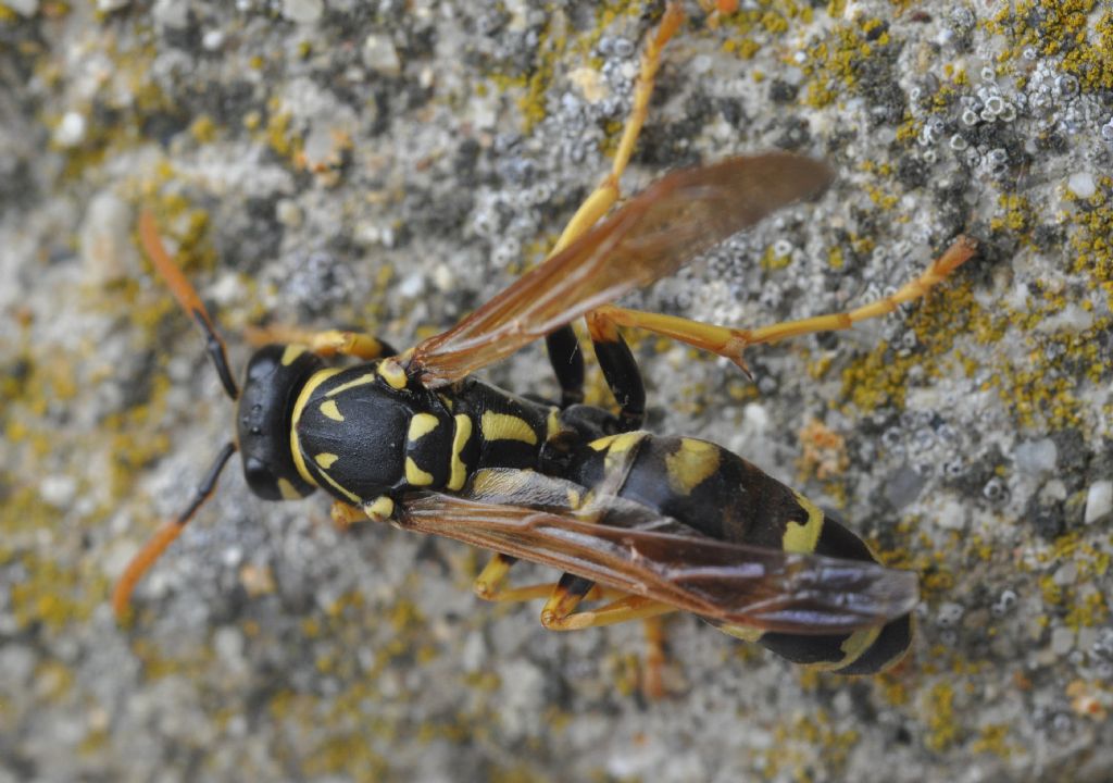 Polistes dominulus, Vespidae