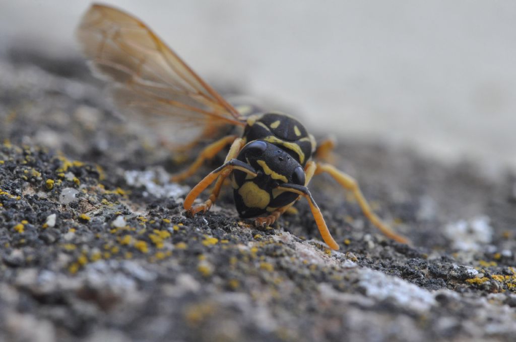 Polistes dominulus, Vespidae